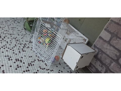 Tam malzemeli çift sağlıklı muhabbet kuşları