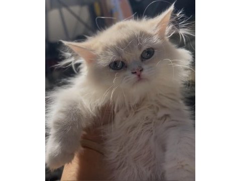 Cy12 british longhair erkek bebek