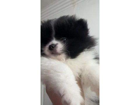 2 aylık çok tatlı pomeranian