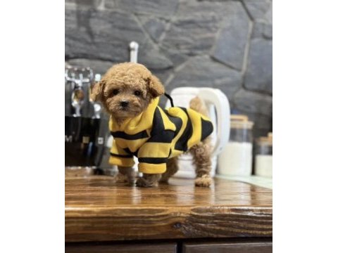 Mini maltipoo bebeklerimiz