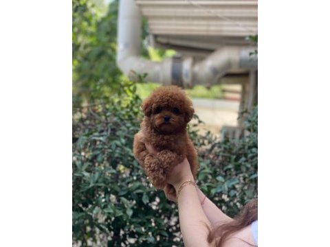 Oyuncak değil gerçek 3 aylık kore poodle güzelleri
