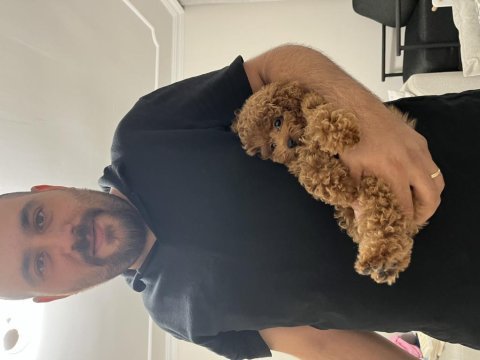 Orijinal teacup poodle