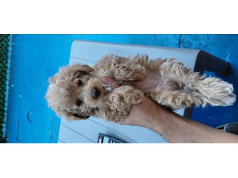 Poodle ozellıklerıne sahip