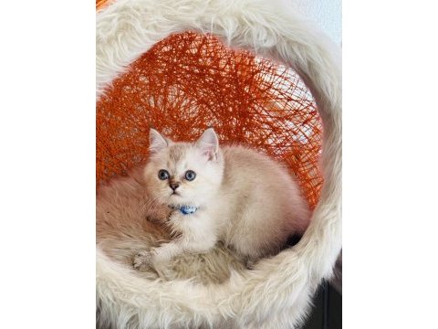 British shorthair silver point
