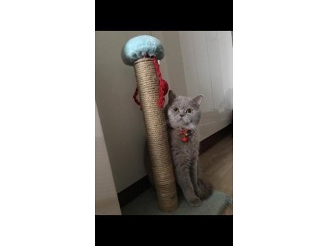 Full şecereli british shorthair kedimiz