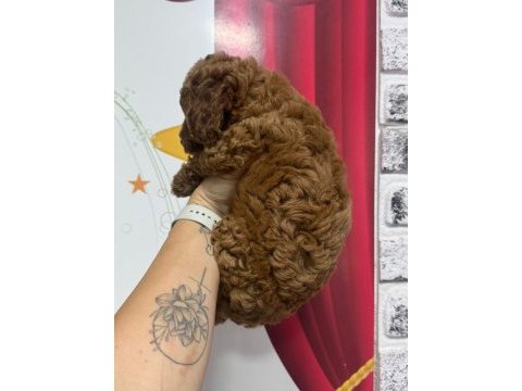 Toy poodle köpeği