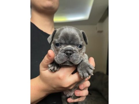 French bulldog yavruları