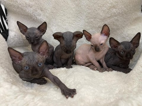 Sphynx sfenks tüysüz dişi erkek yavruları
