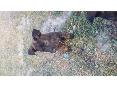 Siyah malinois