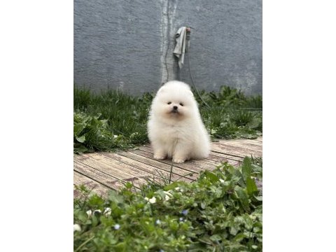 Orjinal pomeranian boo yavrularımız