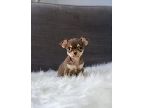 Elma kafa disi erkek chihuahua bebeklerimiz