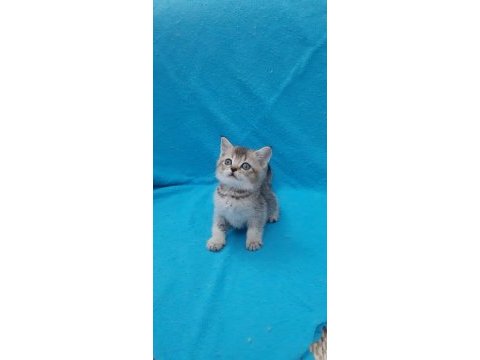 Black golden küçük british shorthair prens