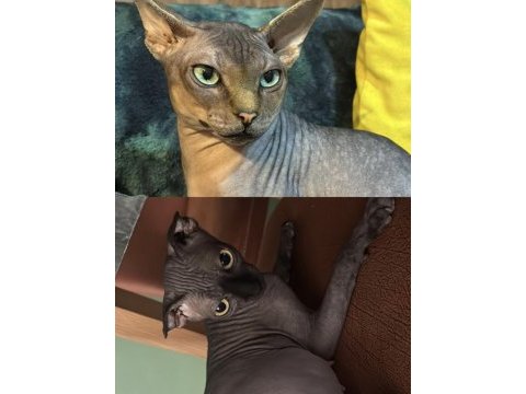 2 dişi 2 erkek levkoy sphynx yavruları yuvasını arıyor