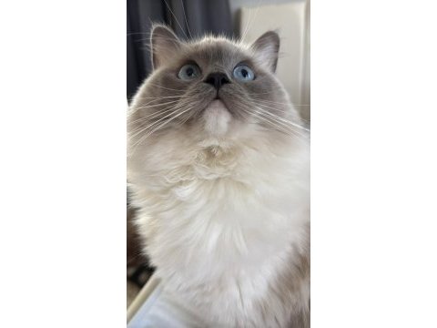 1,5 yaş dişi ragdoll kızıma eş arıyorum