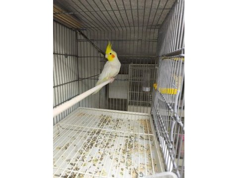 Lutino erkek sultan papağanı