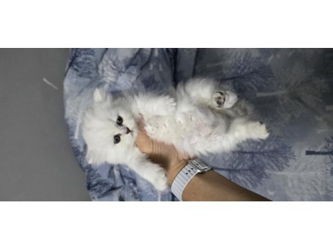 British longhair yavrular