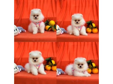 Mersin pomeranian boo ayı surat yavrular