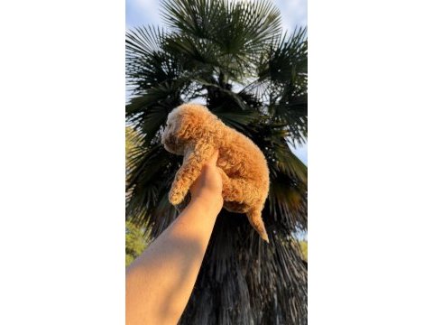 Toy poodle köpeğimiz yeni yuvasına hazır