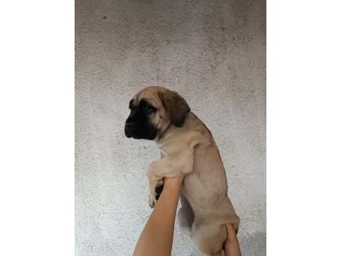 Efsane cane corso yavrular