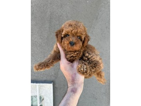 Sağlık ve ırk garantili kore poodle