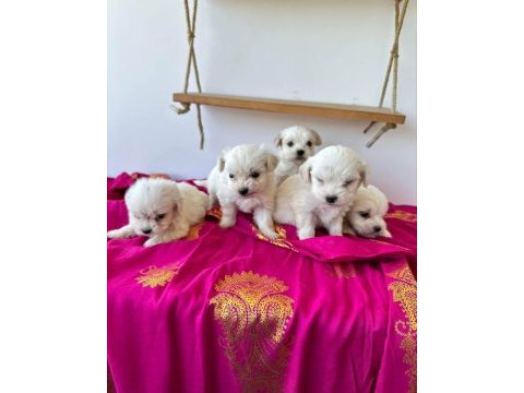 Terrier maltese malta
