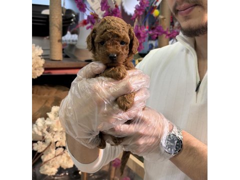 Mini boy toy poodle yavrularımız a kalite şecereli