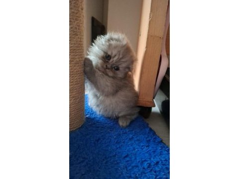 Scottish fold kedisi dişi ve erkek