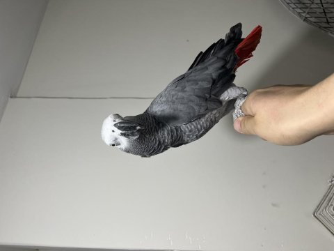 Üst düzey evcil jako papağanı