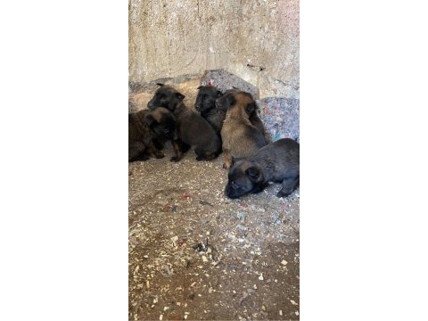 Belçika kurt yavrusu
