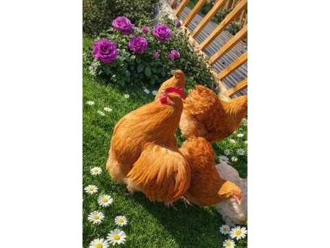 Buff orpington cinsi tavuk kuluçkalık yumurta ve civciv