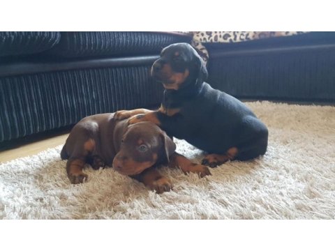 Üst seviye doberman yavruları