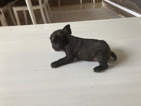 3 dişi ve 1 erkek french bulldog yeni sütten kesildi