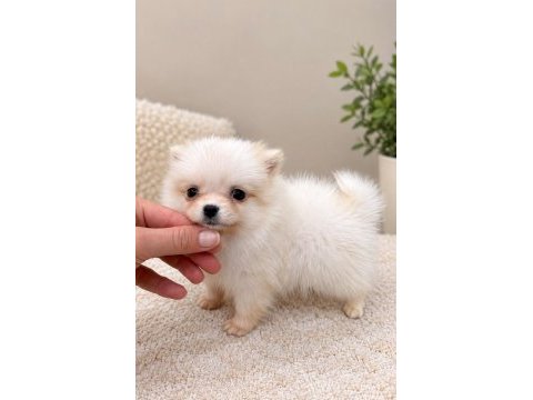 Pomeranian boo teacup 