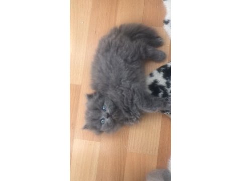 British longhair dişi safkan