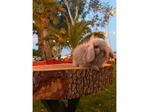 Floki sahnede o bir blue teddy lop tavşan