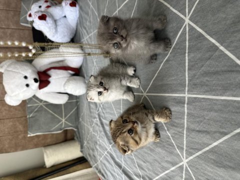 Scottish fold kediler için ulaşın