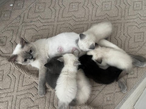 4 british shorthair yavru kedi