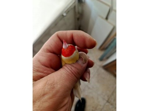 Yavru ve takım ispinoz mevcuttur
