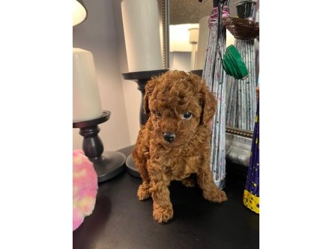 Kore kan poodle köpekler
