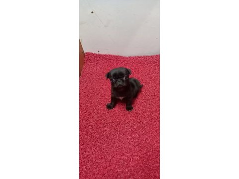 Safkan pug yavruları