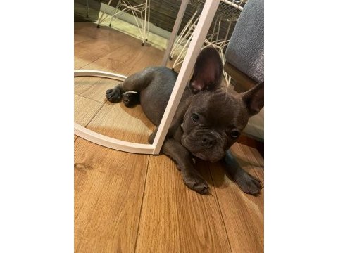 4.5 aylık french bulldog blue