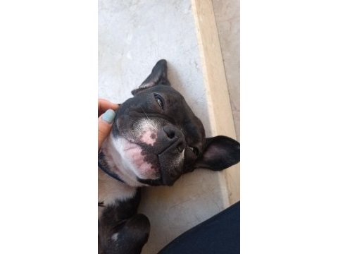 French bulldog matilla için yuva
