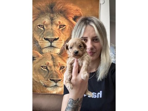 Maltipoo yavruları