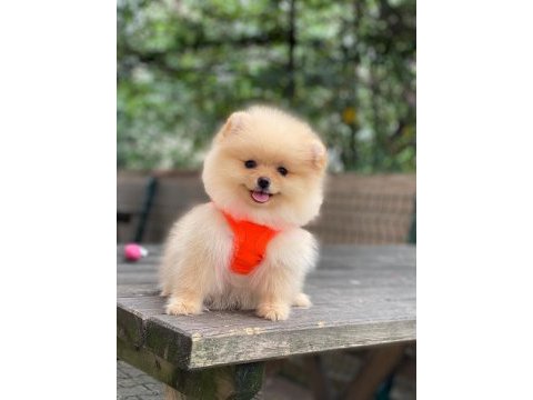 Blacks petshop garantisiyle üst düzey pomeranian boo