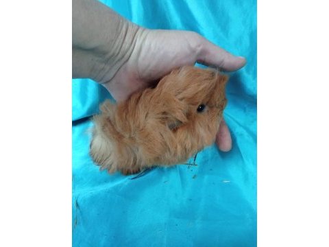 Ginepig yavrular