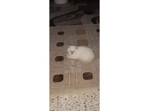British shorthair kedisi