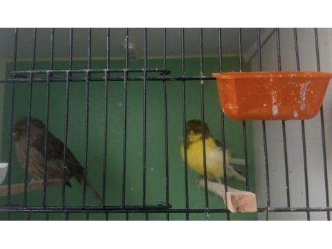 Norwich 2 dişi ve 1 erkek kanarya sahiplendirme