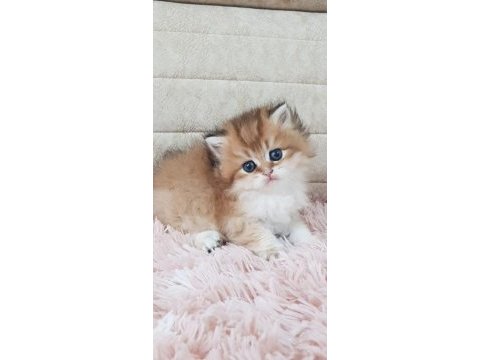 Ankaranın  en güzel golden longhair yavruları