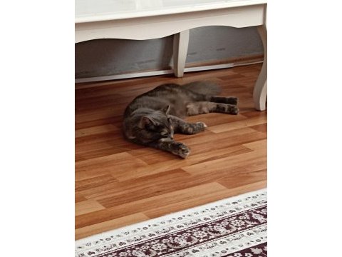 Yeni yuvasını arıyor british shorthair