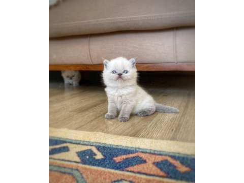 A kalite british shorthair bebekler
